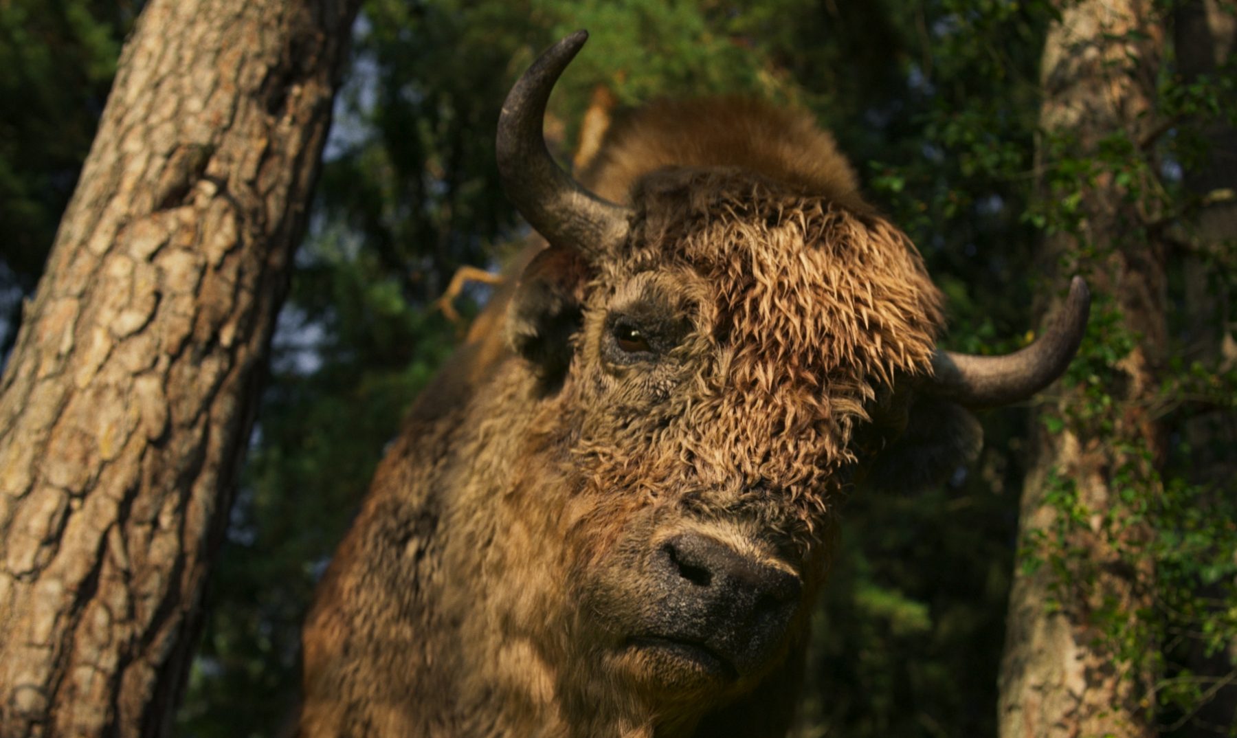 Still 2026-03-09 170742_1.1.4